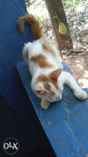 Female cat for sale any body interested please