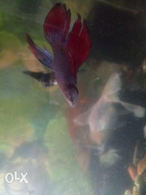 Fish Size is 2.5 cm Colour red and blue
