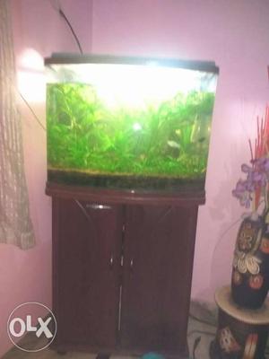 Fish aquarium size 2 ft
