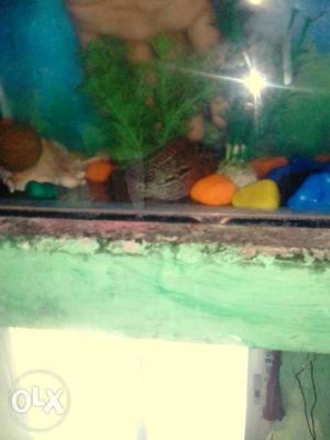 Fish for sale 500