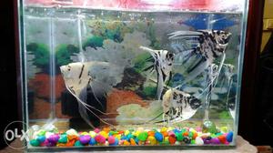Fish tank 1 ft 200rs and 1.5 ft 400 rs New tanks available