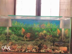 Fish tank with 3 fish.15 inch ×30 inch