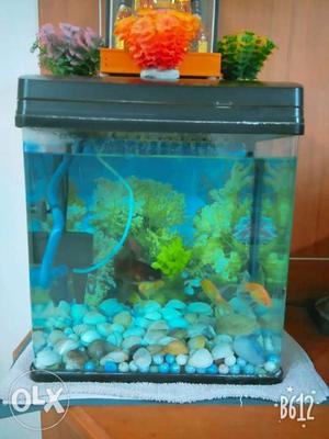 Fish tank with 4 fishes, imported stones &