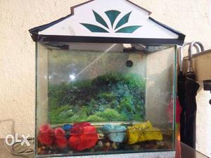 Fish tank with pebbles and stones 10gallon