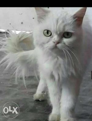 Flat face Persian cat 12 month old