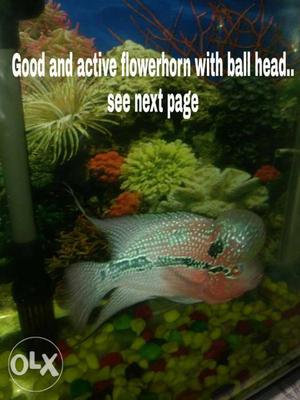 Flowerhorn Fish With China Edge Tank. 7 Months used.