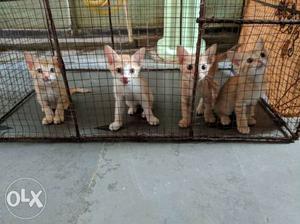 Four Brown Fur Kittens