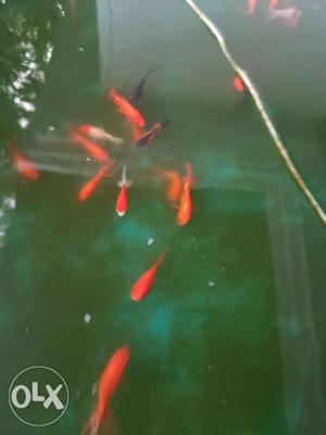 Good quality gold fishes of good size for sale