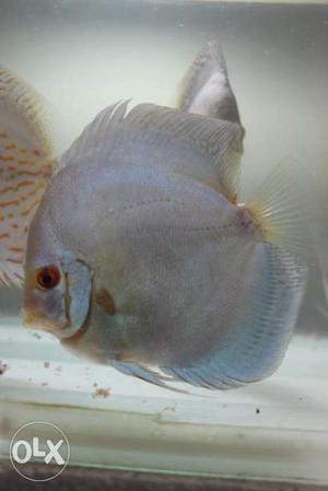 Gray Discus Fish