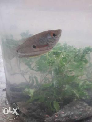 Gray Fish In Kurattissery