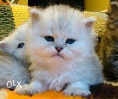 Gray eyes short fur persian kitten and cat