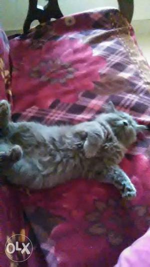 Gray semipunch female Cat 7 months on heat
