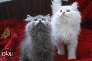 Grey And White Persian Cats