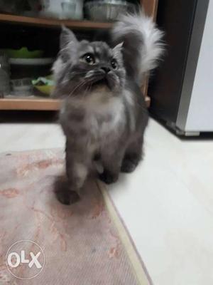 Grey Persian Kitten
