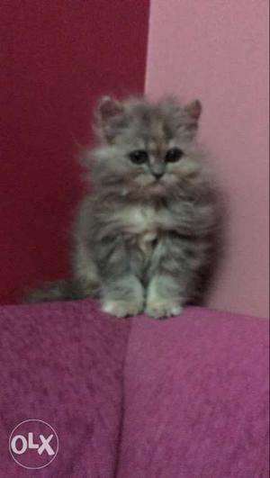 Grey semi punch persian cat 2 months old