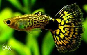 Guppy fish breeding pair for sale