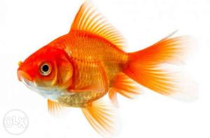 Healthy gold fishes for sale at retail and whole