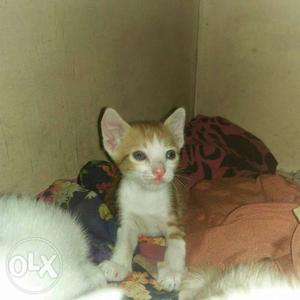 Healthy kittens sale in very urgent