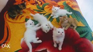 Heavy Bone Persian Kittens 7.5K each
