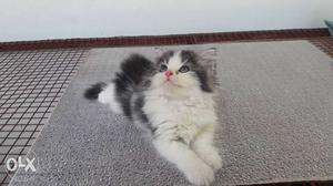 Heavy Quality Persian Kittens