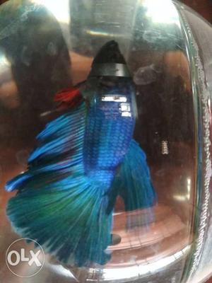 Hi I'm selling my Betta fishes im selling because