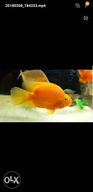Huge yellow parrott fish pair for sale a grade quality