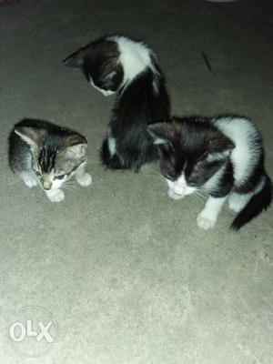 I have 3 kittens for sale... Their age 1-2months...
