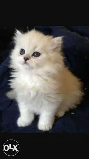 I have white kitten for sell call me