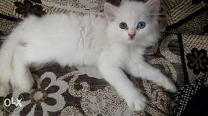 I hv all colours persian kittens r available for