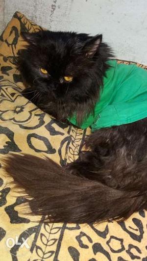 I want to sale my black pure Persian Male with