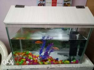 I want to sale my fish tank with 2 gold fish..