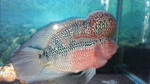 I want to sell my 1 yrs old flowerhorn fish with