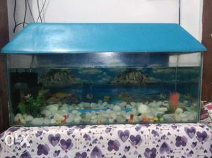I want to sell my acquarium urgently.it includes 5 fish