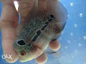 Imp flowerhorn fish male