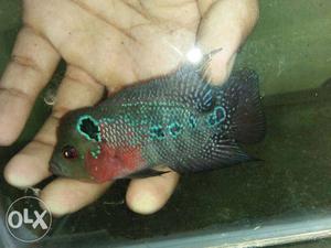 Imported Flower horn Fish For Sale