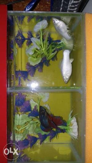 Imported betta fish read and blue