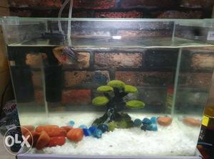 Imported flowerhorn fish with complete brand new aquarium