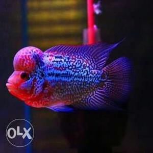 Imported flowerhorn fishes available for sale..