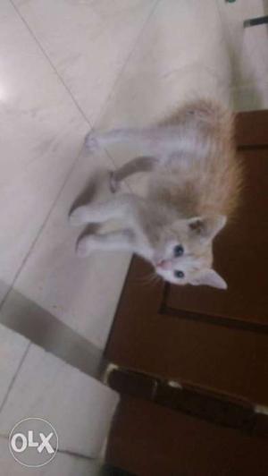 Kitten just 2 months old. Price is negotiable. 1.5k is just
