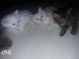 Long and soft fur, doll face parsian kittens...