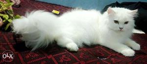 Long coated Persian cat female 9 months old