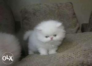 Long-coated White Munchkin Kitten
