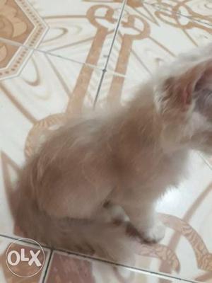 Long fur persian only for rs  (only male