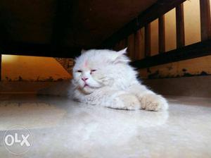 Long hair White persian cat FEMALE 1and half year(price