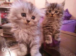 Lovely persian cats 3 months old 2