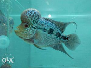 Magnetic Magma Flowerhorn With Huge Hump For Sale