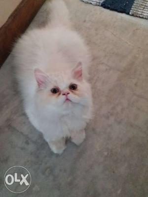 Male Punch Face Persian Kitten, Vaccinated