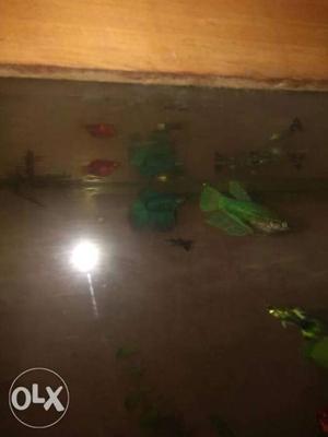 Male and Female betta settled pair for sale in