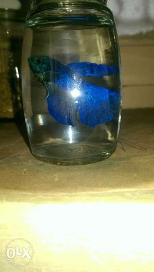 Male betta fitter fish blue color