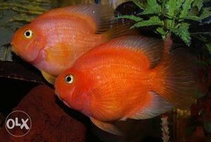 Male & female perrot fish
